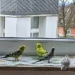 Süßer niedlicher Schwarm Bild 2