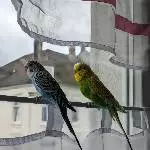 Süßer niedlicher Schwarm Bild 3