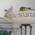 Süßer niedlicher Schwarm Bild 5