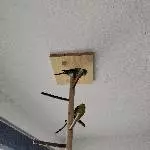 2 Wellensittiche aus gesundheitlichen Gründen abzugeben Bild 1