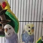 Hilfe: Bibble und Dizzle brauchen ein neues Zuhause Bild 1