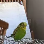 Liebevolles neues Zuhause für Wellensittich Hugo gesucht Bild 1