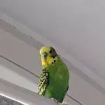 Liebevolles neues Zuhause für Wellensittich Hugo gesucht Bild 2