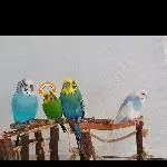 3 Wellis suchen ein neues Zuhause Bild 1