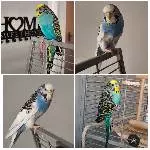 Suche liebevolle Hände für unsere Wellis Bild 1