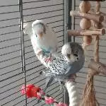 Wellis suchen neues Zuhause Bild 2
