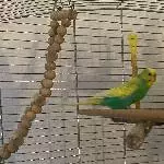 Junger aufgeweckter Welli sucht ein neues Zuhause Bild 2