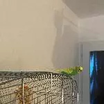 Junger aufgeweckter Welli sucht ein neues Zuhause Bild 1