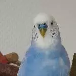 Wer hat noch drei Schaukeln frei? Bild 3