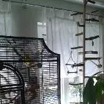 5 Wellis in liebevolle Hände abzugeben Bild 4
