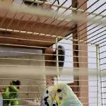 5 Wellis in liebevolle Hände abzugeben Bild 5