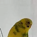 5 Wellis in liebevolle Hände abzugeben Bild 3