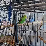 Wellensittichpaar sucht für immer ein neues Zuhause Bild 1