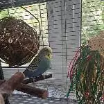 2 männliche Wellensittiche abzugeben Bild 3