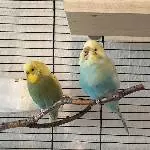 Arco & Sky suchen ein neues Zuhause Bild 1