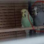 4 jähriger Wellihahn sucht dringend neues Zuhause Bild 1