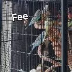 4 wellensittiche in sehr gute Hände abzugeben Bild 3