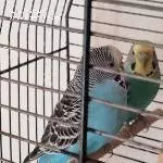4 wellensittiche in sehr gute Hände abzugeben Bild 1