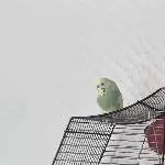 4 wellensittiche in sehr gute Hände abzugeben Bild 5