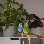 Emma (w, 3 Jahre) + Butch (m, 1,5 Jahre) suchen neues Zuhause Bild 3