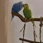 Emma (w, 3 Jahre) + Butch (m, 1,5 Jahre) suchen neues Zuhause Bild 2
