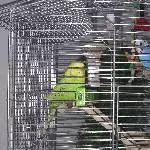 Emma (w, 3 Jahre) + Butch (m, 1,5 Jahre) suchen neues Zuhause Bild 1