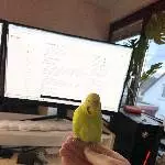 Welli-Dame sucht neues Zuhause Bild 2