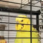 Welli-Dame sucht neues Zuhause Bild 3