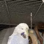 Vivi sucht ein neues Zuhause Bild 3