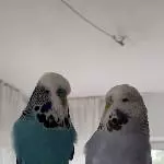 Vivi sucht ein neues Zuhause Bild 2
