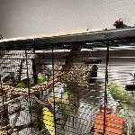 Wellensittiche abzugeben aus vorher. schlechter Haltung Bild 1