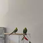 Suche neues Zuhause für 2 Wellensittiche Bild 2