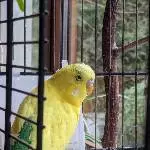 Einsamer Welli sucht neues Zuhause Bild 1