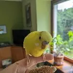 Einsamer Welli sucht neues Zuhause Bild 2