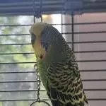 Harry (4-5 Jahre) - flugunfähig - sucht ein neues Zuhause Bild 1
