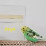 Welli-Pärchen abzugeben Bild 2