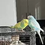 Ein Welli Pärchen abzugeben Bild 1