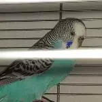 Frida sucht ein neues Zuhause Bild 1
