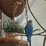 Max sucht ein liebevolles Zuhause Bild 2