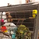 Pico sucht ein neues Zuhause in einem Welli Schwarm Bild 4