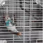 Pico sucht ein neues Zuhause in einem Welli Schwarm Bild 6