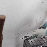 Pico sucht ein neues Zuhause in einem Welli Schwarm Bild 2