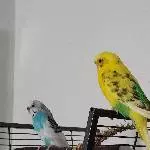 Pico sucht ein neues Zuhause in einem Welli Schwarm Bild 3