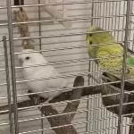Zwei Wellensittiche mit PBFD suchen ein neues Zuhause Bild 1