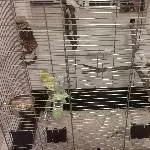 Zwei Wellensittiche mit PBFD suchen ein neues Zuhause Bild 2