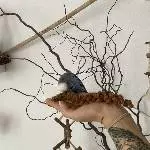 8 Liebevolle Wellensittiche suchen ein neues Zuhause Bild 2