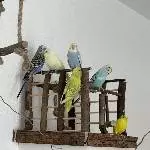 8 Liebevolle Wellensittiche suchen ein neues Zuhause Bild 1