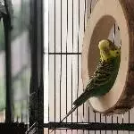 Betty sucht ein neues Zuhause Bild 1