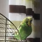 Wellensittich Pärchen (männlich) zusammen abzugeben Bild 4