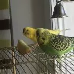 Wellensittich Pärchen (männlich) zusammen abzugeben Bild 1